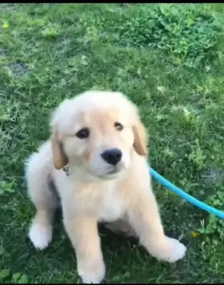 3 Golden retriever puppies