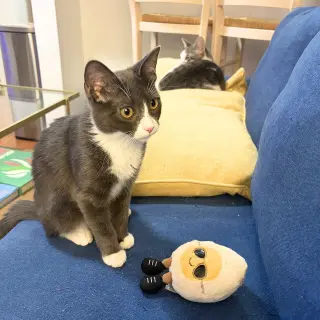 Narc & Decoy