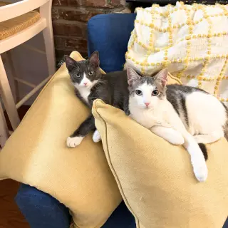 Narc & Decoy