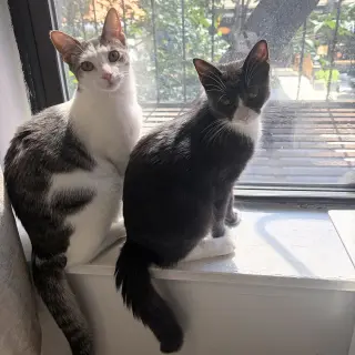Narc & Decoy