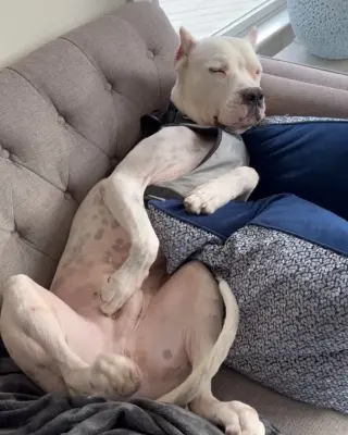 Travis