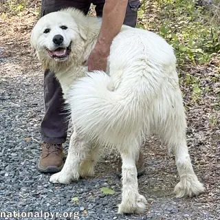 Red the White Dog in NJ - Eager-To-Please Sweetie!