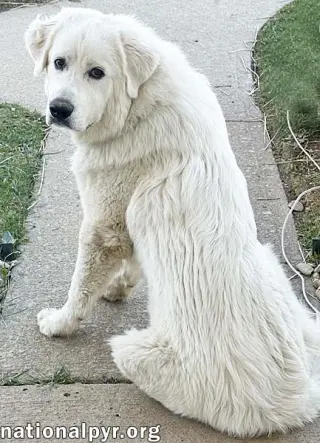 Red the White Dog in NJ - Eager-To-Please Sweetie!