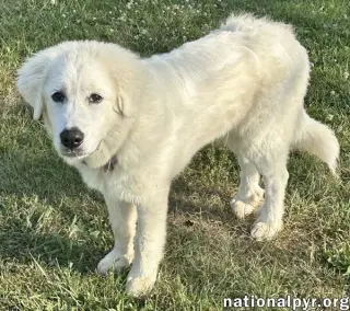 Red the White Dog in NJ - Eager-To-Please Sweetie!