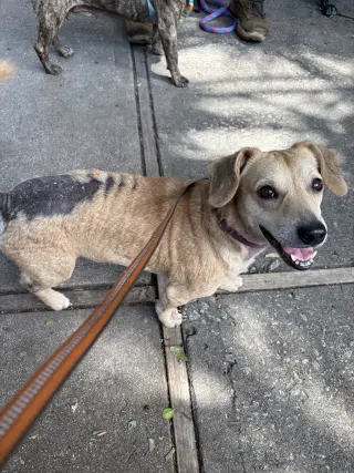 Cruella