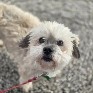 Benji