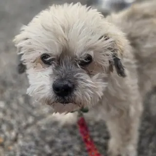 Benji
