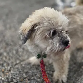 Benji