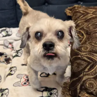 Benji