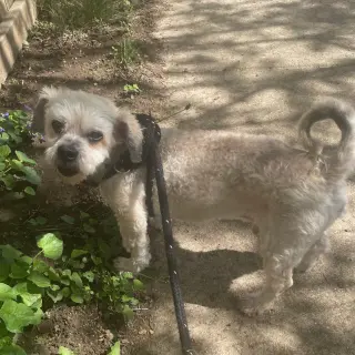Benji