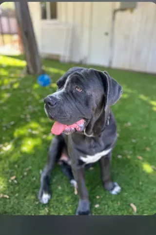 Brody "Facilitated Adoption"