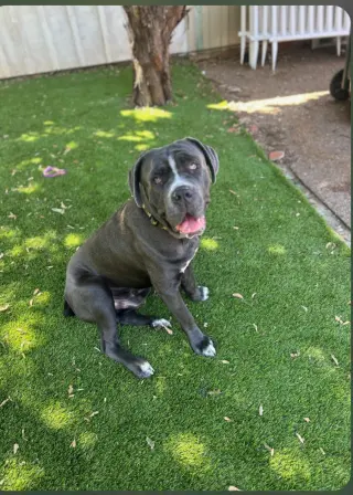 Brody "Facilitated Adoption"