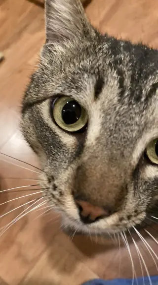 arlo