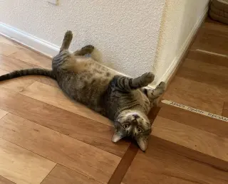 arlo