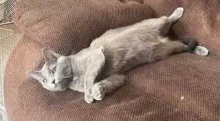 Poptart