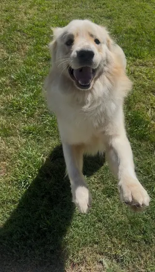 Sunny