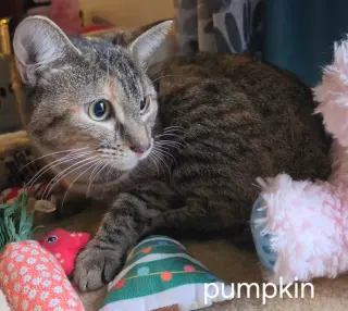 Pumpkin