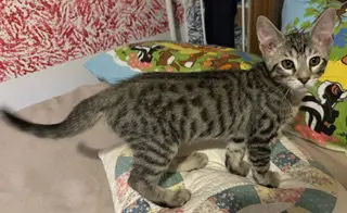 Tug of War