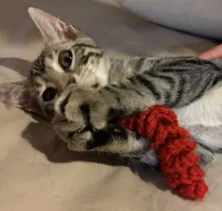 Tug of War