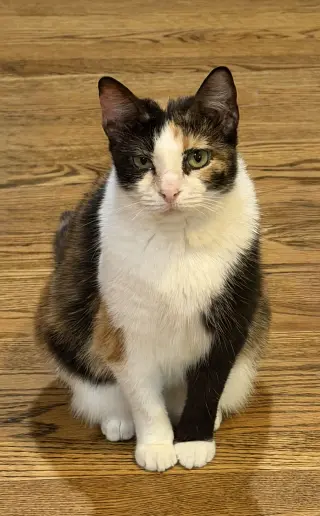 Dutchess
