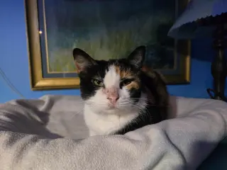 Dutchess
