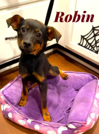 Robin