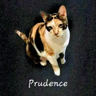 Prudence #striking-calico