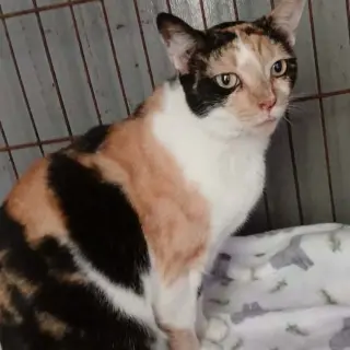 Prudence #striking-calico
