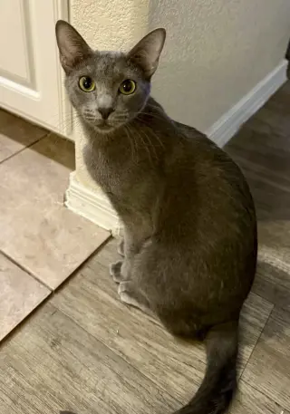 Ash