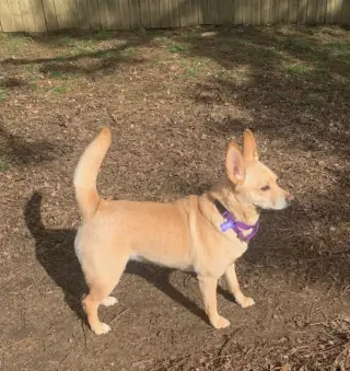 Bonnie
