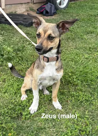 Luna and Zeus