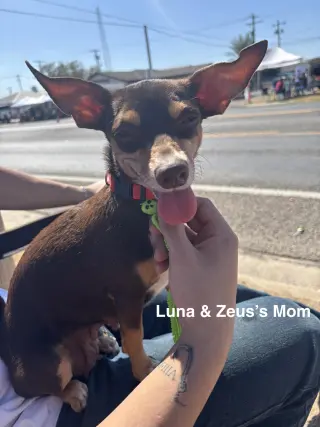Luna and Zeus