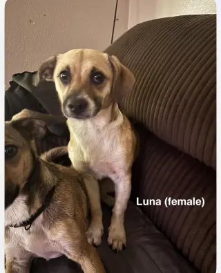 Luna and Zeus