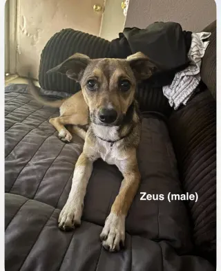 Luna and Zeus