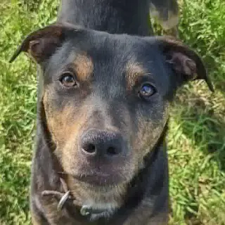 Rebel
