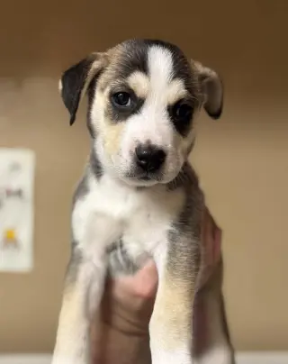 Sirius