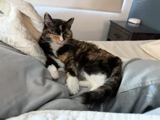 Jasmine