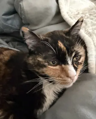 Jasmine
