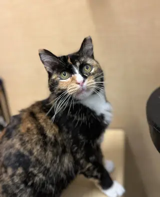 Jasmine
