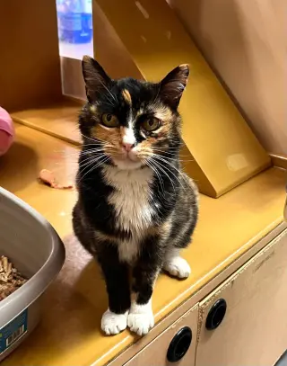 Jasmine