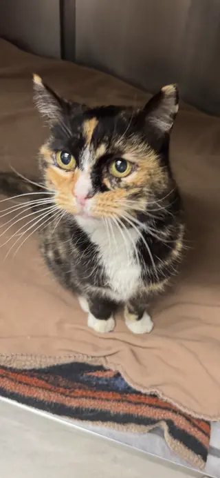 Jasmine