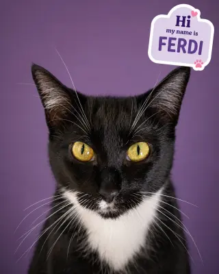 Ferdi (FCID# 04/09/2026 - 55 Trainer)