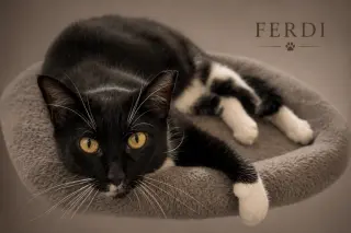 Ferdi (FCID# 04/09/2026 - 55 Trainer)