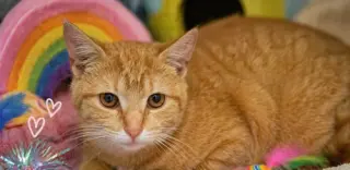 Mango (FCID# 04/09/2026 - 2)