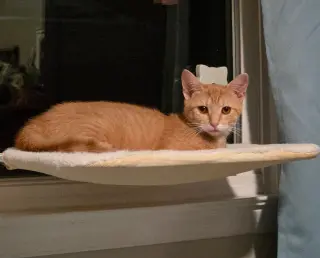 Mango (FCID# 04/09/2026 - 2)
