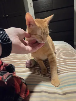 Mango (FCID# 04/09/2026 - 2)