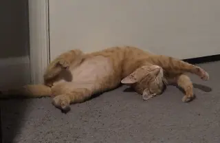 Mango (FCID# 04/09/2026 - 2)