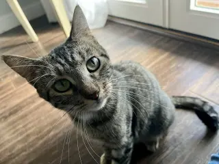 June Bug
