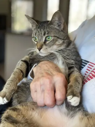 Kittan