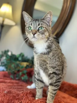 Kittan